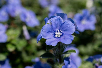 Close-up of purple flowering plant