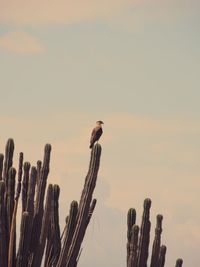 Low angle view of birds perching on wooden post against sky
