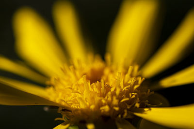 flowering plant