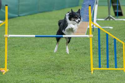 View of dog running on green landscape