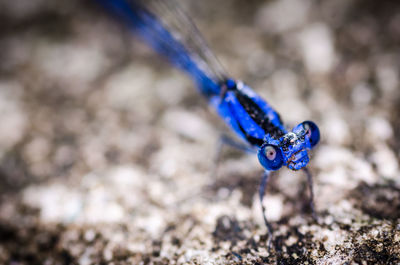 Close-up of insect on blue surface