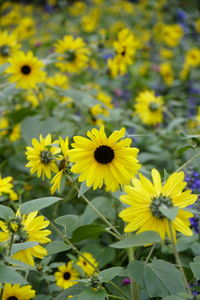 Close-up of yellow flowering plant on field