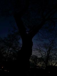 Low angle view of bare trees against sky