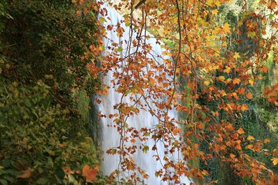 Autumn leaves on tree trunk