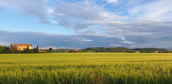 Scenic view of agricultural field against sky