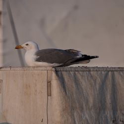 Seagull perching on wood against wall