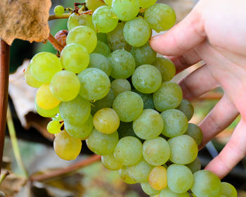 Close-up of hand holding grapes