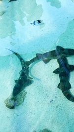 High angle view of fish swimming in sea