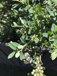 Close-up of white flowering plant