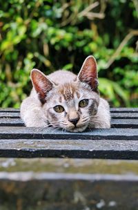 Close-up portrait of cat lying outdoors