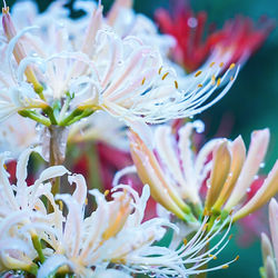 Close-up of pink flower