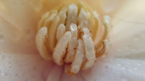 Close-up of flower