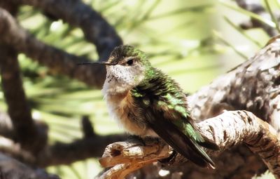 Close-up of bird perching on tree