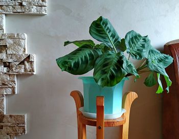 Potted plants on table against wall at home