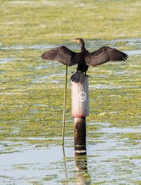 Bird standing by lake