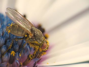 Close-up of insect on flower