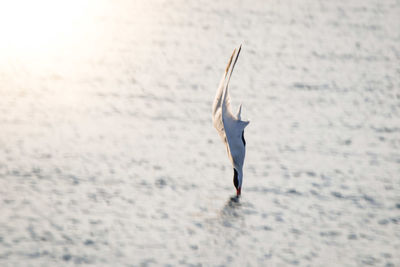 Man surfing in sea