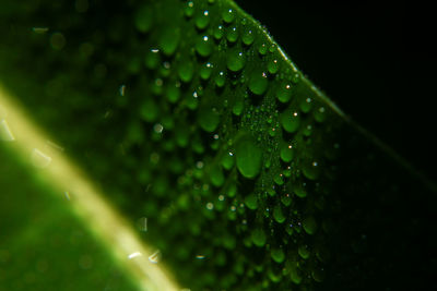 Close-up of water drops on leaf