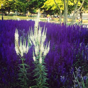 Scenic view of trees