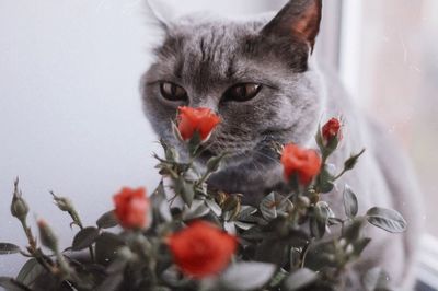 Close-up of cat by flowering plant at home