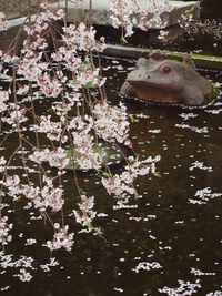 Flowers in bloom