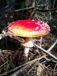 Close-up of fly agaric mushroom