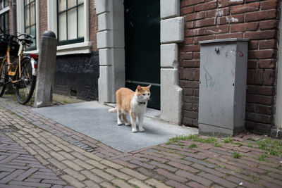 Portrait of cat sitting on street