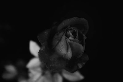 Close-up of wet rose blooming against black background