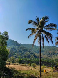 Palm trees on landscape against clear sky
