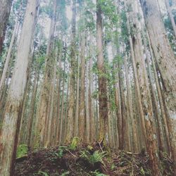 Trees in forest