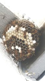 High angle view of turtle in container