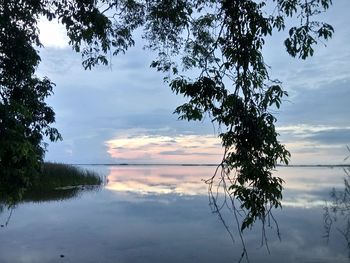 Tree by lake against sky during sunset