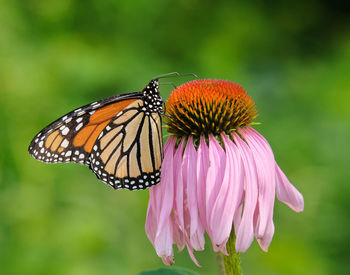 Close-up of butterfly pollinating on pink flower