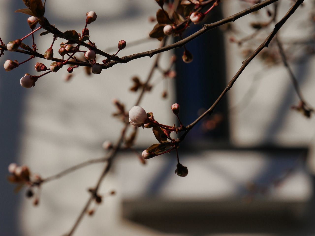 CLOSE-UP OF CHERRY BLOSSOMS ON TREE