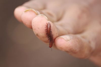 Close-up of earthworm on human hand