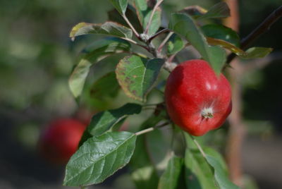 Close-up of red berries growing on tree