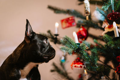 Black french bulldog dog and a christmas tree