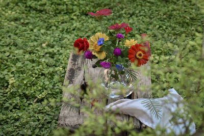 High angle view of flowering plants on field