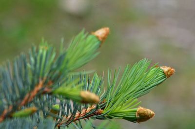 Close-up of pine tree