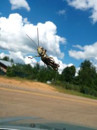 Close-up of insect on road against sky