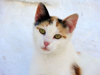 Close-up portrait of cat