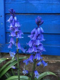 Close-up of purple flowers