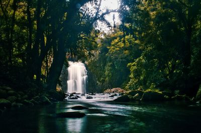 Scenic view of waterfall in forest