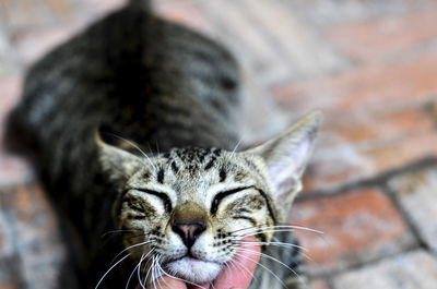 Cropped hand of person touching cat