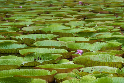 Full frame shot of lotus water lily