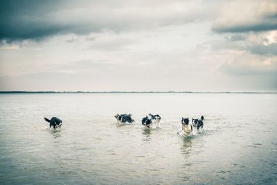 Flock of birds in sea
