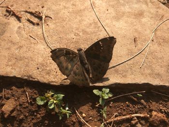 High angle view of butterfly on leaf