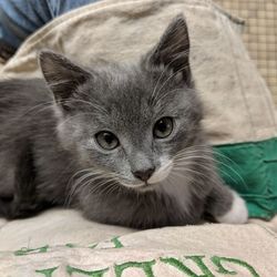 Close-up portrait of kitten relaxing outdoors