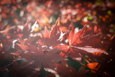 Close-up of maple leaves