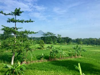 Trees on field against sky